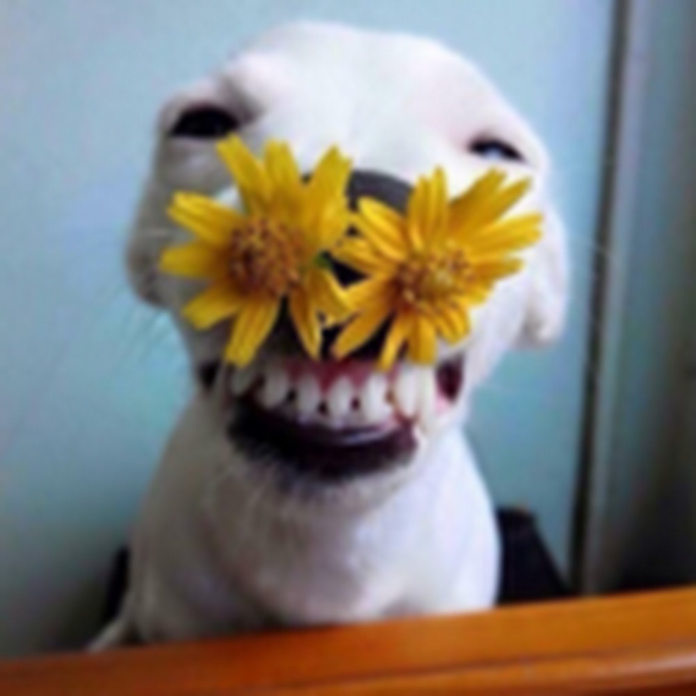 Meet your Posher, Isabel