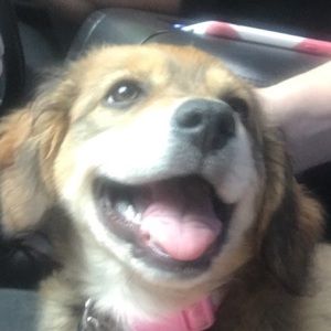 Meet your Posher, Bailey