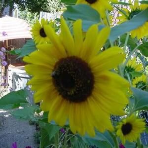 Meet your Posher, Sandra