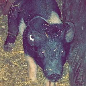 Meet your Posher, Taylor