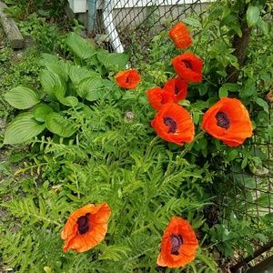 Meet your Posher, Paula