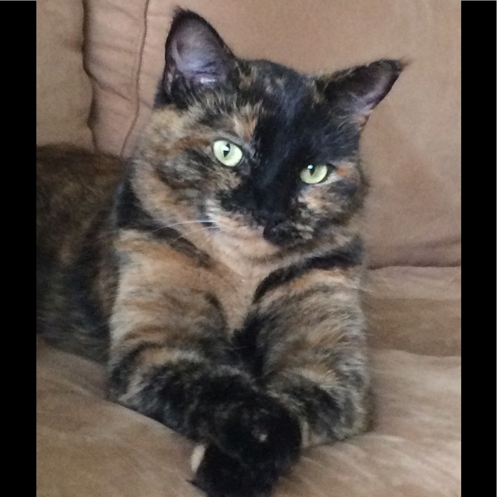 Meet your Posher, Diana