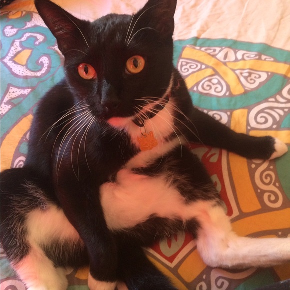 Meet your Posher, Nickol - Picture 2 of 3