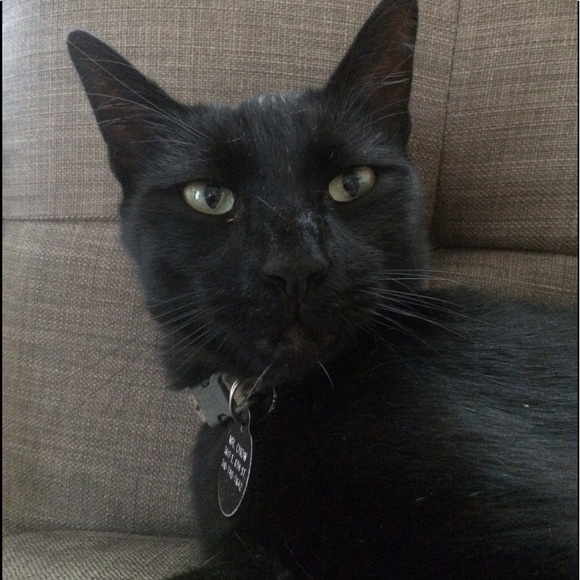 Meet your Posher, Nickol - Picture 3 of 3