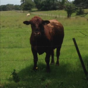 Meet your Posher, Travis