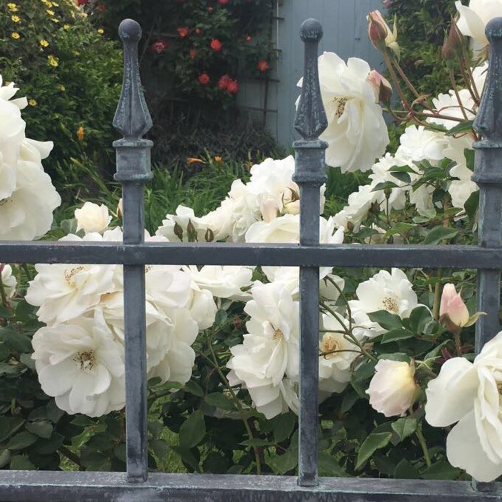 Meet your Posher, Libby