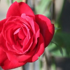 Meet your Posher, Hailey