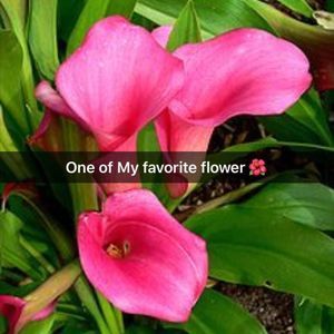 Meet your Posher, Marcia