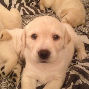 Meet your Posher, Roxy