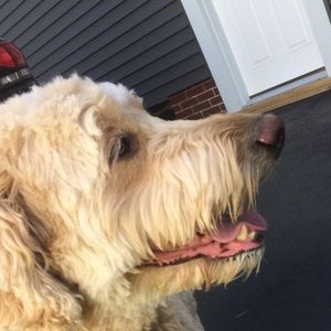 Meet your Posher, Emma