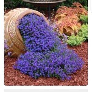 Meet your Posher, Mariya