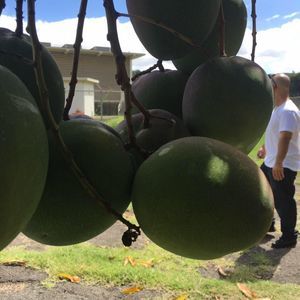 Meet your Posher, Devin