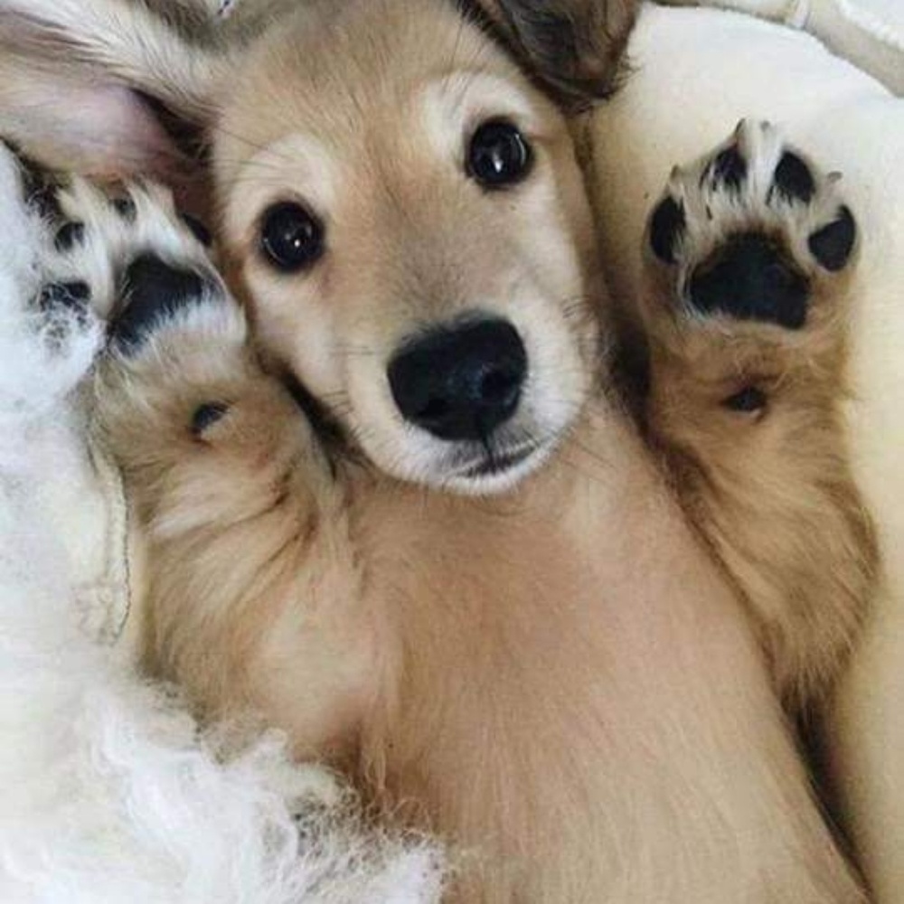 Meet your Posher, Lindsay