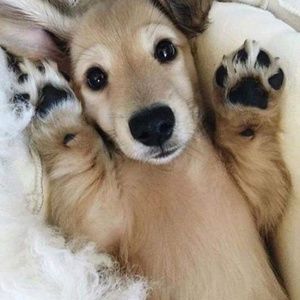 Meet your Posher, Lindsay