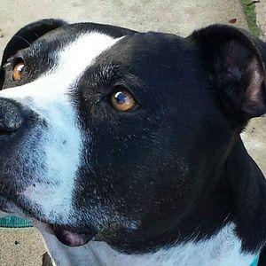 Meet your Posher, Cody