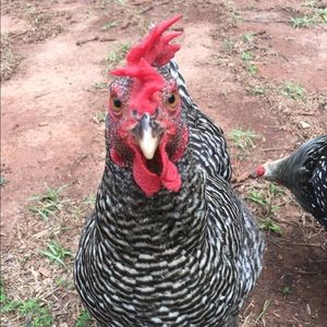 Meet your Posher, Paula