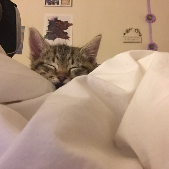 Meet your Posher, Sabella - Picture 1 of 1