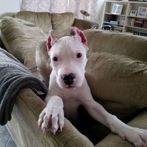 Meet your Posher, Pablo