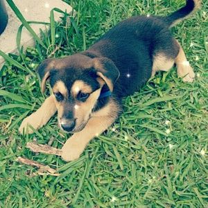 Meet your Posher, Louis