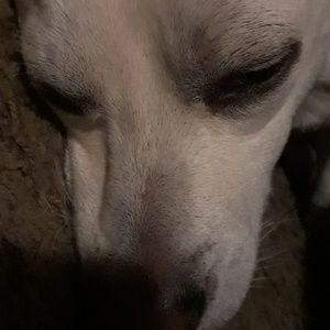 Meet your Posher, Adrian