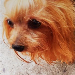 Meet your Posher, Frankie