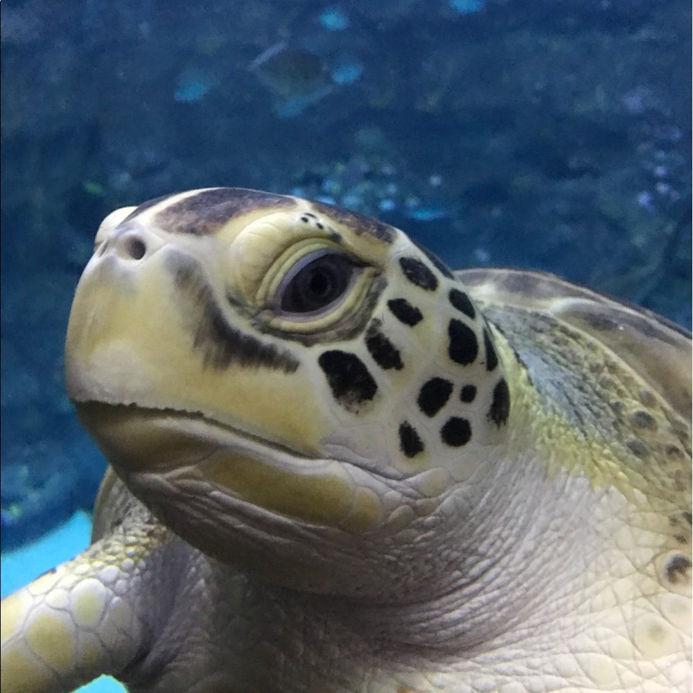 Meet your Posher, Hunter