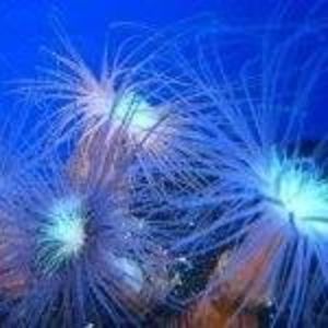 Meet your Posher, Lia