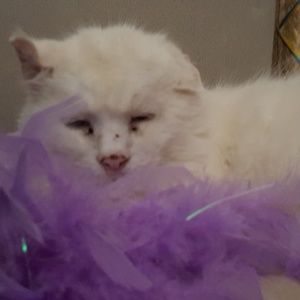 Meet your Posher, Debrs