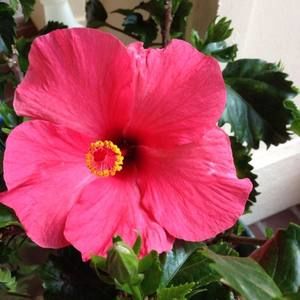 Meet your Posher, Annette