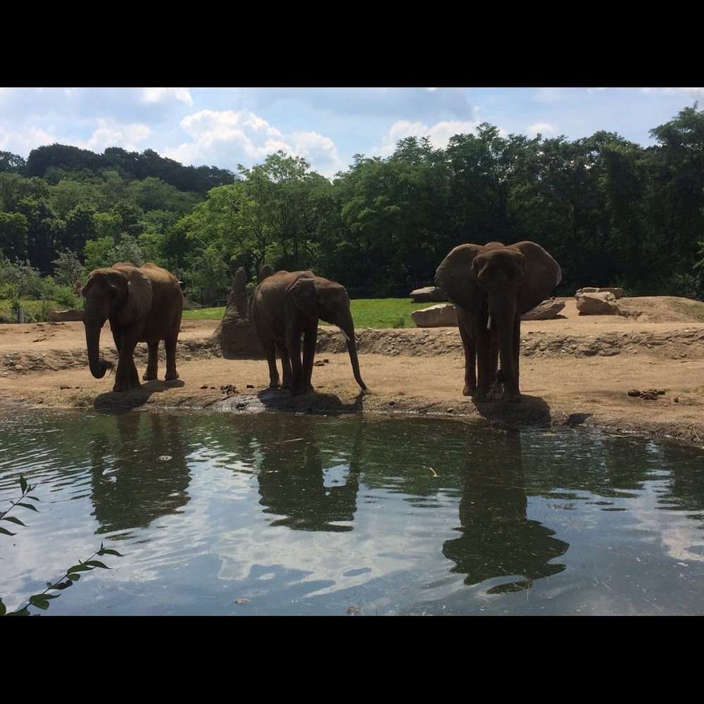 Meet your Posher, Alexis