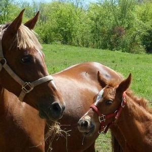 Meet your Posher, Alice