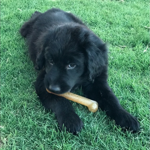 Meet your Posher, Gunnar - Picture 1 of 1