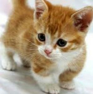 Meet your Posher, Jakeline