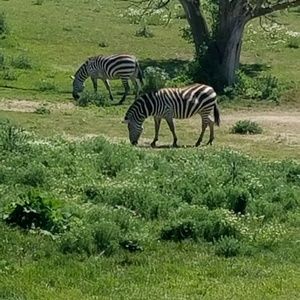 Meet your Posher, Rick