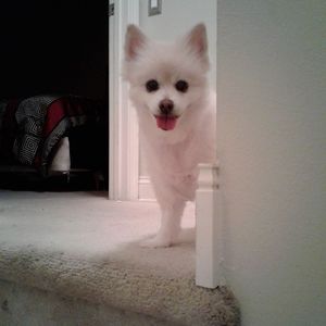 Meet your Posher, Jennifer