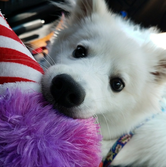 Meet your Posher, Susana - Picture 1 of 1