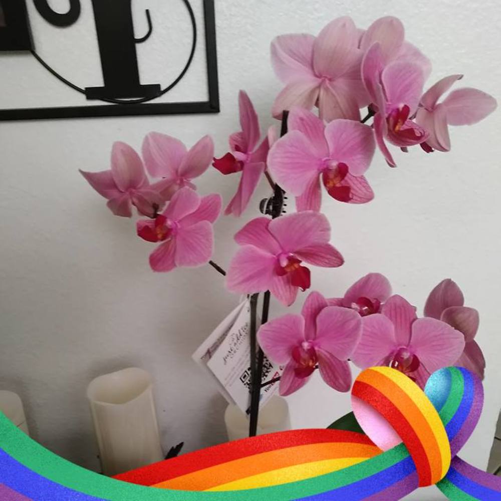 Meet your Posher, Therea n felix