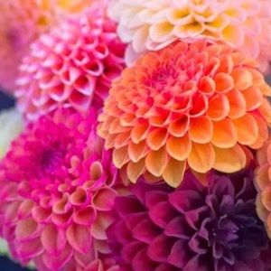 Meet your Posher, Lexi