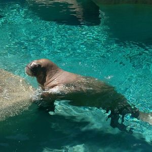 Meet your Posher, Calley