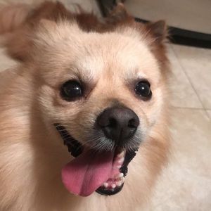 Meet your Posher, Cowly