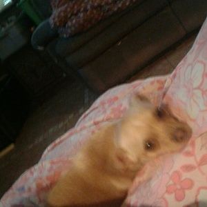 Meet your Posher, Helena