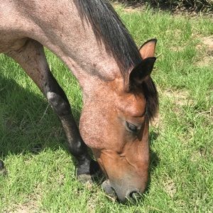 Meet your Posher, Claro