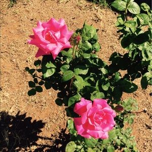 Meet your Posher, April