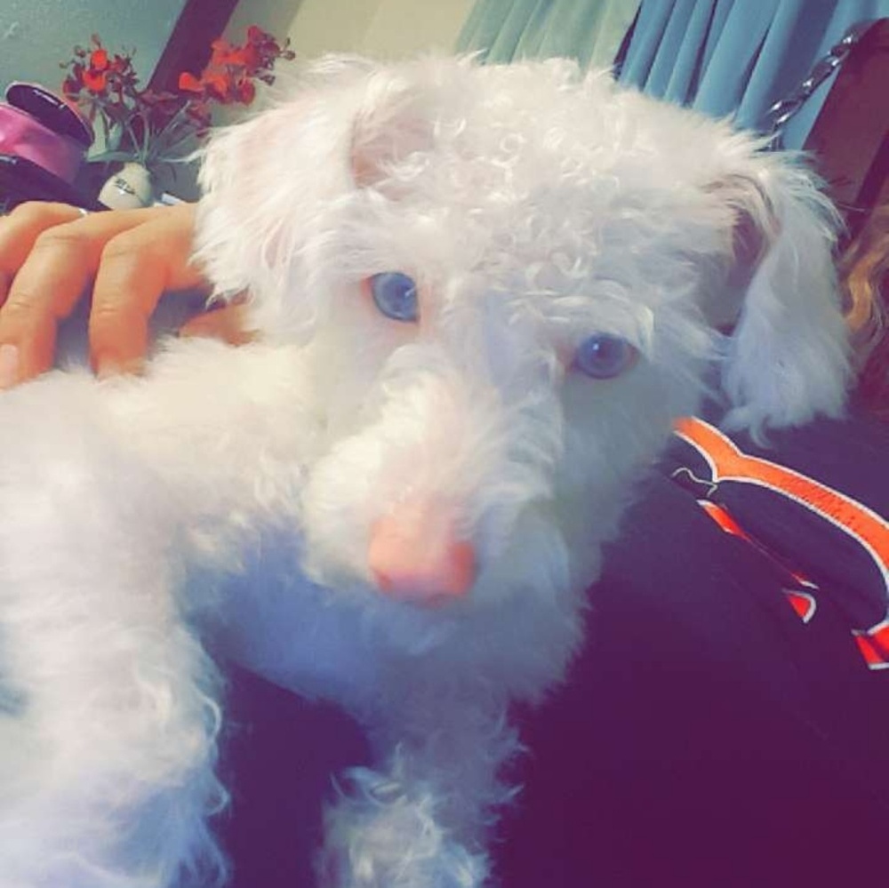 Meet your Posher, Rosye