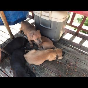 Meet your Posher, Iris