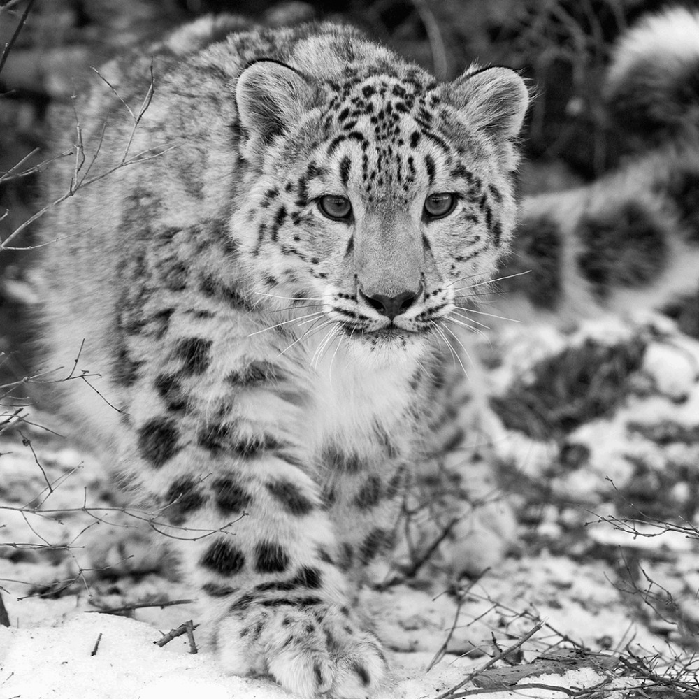 Meet your Posher, Victoria