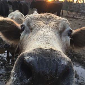 Meet your Posher, Sam