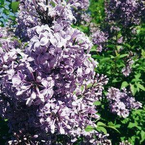 Meet your Posher, Linh and Jenn