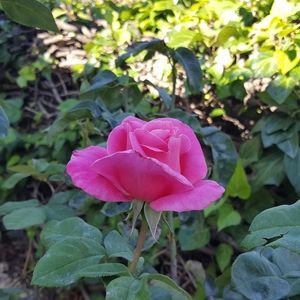 Meet your Posher, Tina