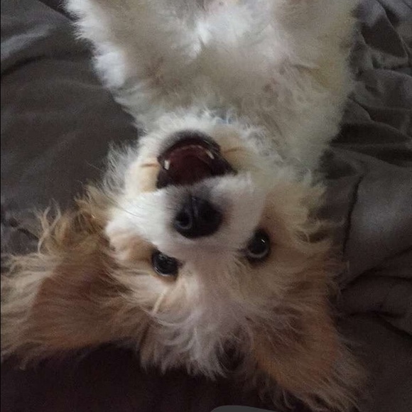 Meet your Posher, Darla - Picture 2 of 2